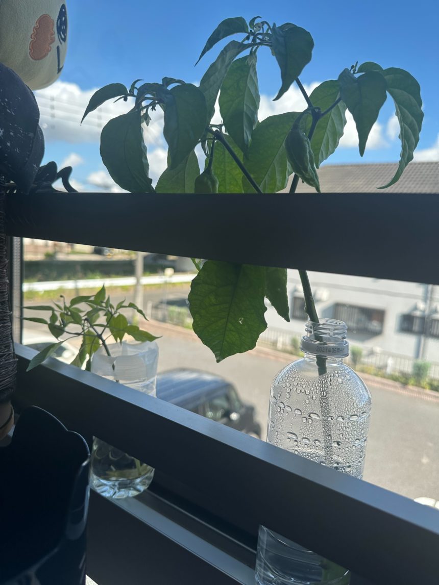 2025/7/23  猫又菜園　唐辛子が好調！