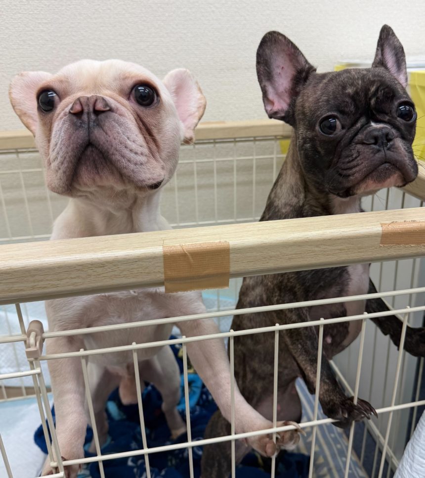 IMG_3975 2025/11/18 レスキュー 置き去りフレブルちゃん編