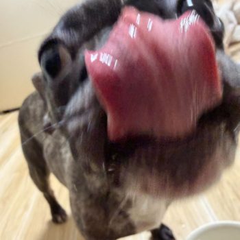 2025/11/19 　捨て動物がなくなるにはどうする？？