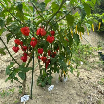 2025/11/12 猫又菜園　貝殻石灰作り