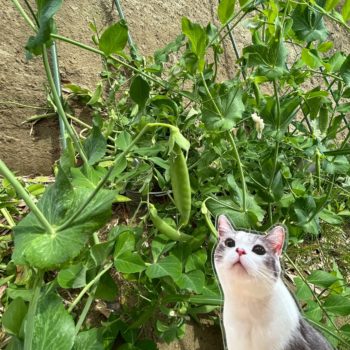 🐱動物愛護の歴史と猫🐱　目次