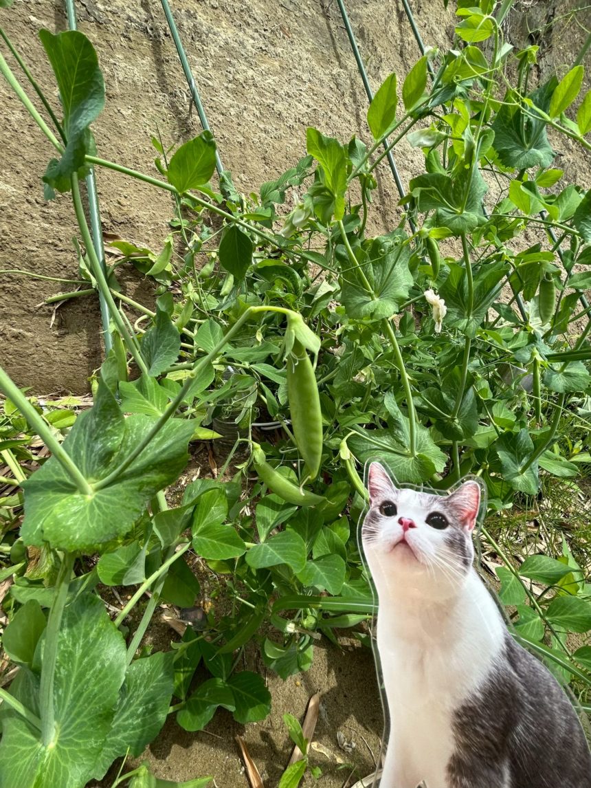 🐱動物愛護の歴史と猫🐱　目次