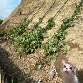 🐱動物愛護の歴史と猫🐱　第一章　①先史時代編　トーテミズムとア二ミズム　後編