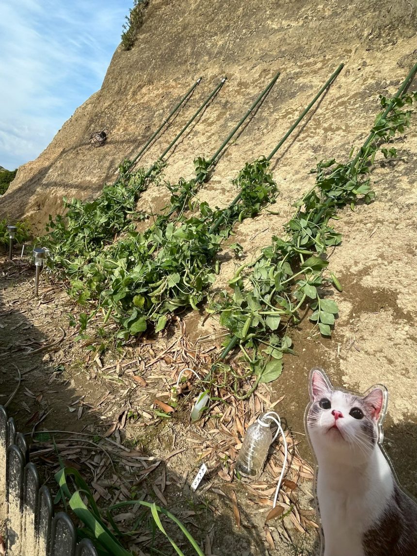 🐱動物愛護の歴史と猫🐱　第一章　①先史時代編　トーテミズムとア二ミズム　後編