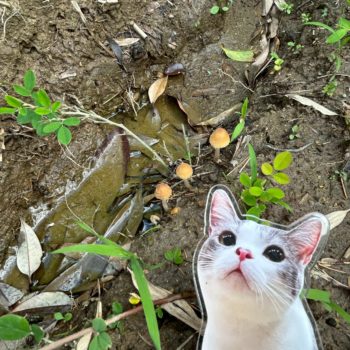 🐱動物愛護の歴史と猫🐱　第一章　先史時代　④新石器時代編　前編　人口爆発！農耕の開始